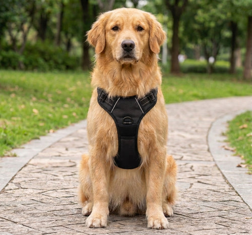 Harnais réfléchissant pour chien CompagnonPropre - porté, vue de face